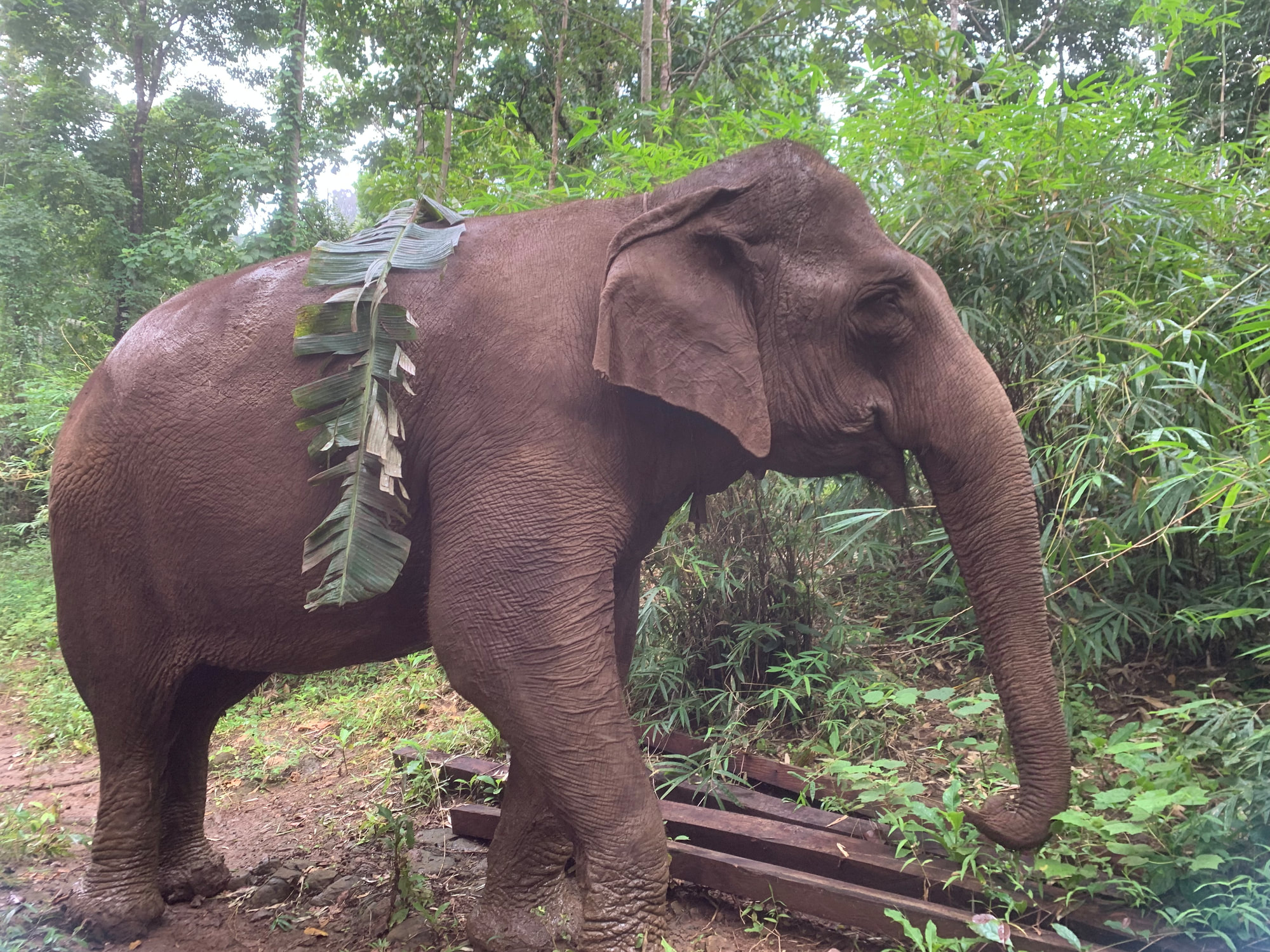 Elephant in the forest